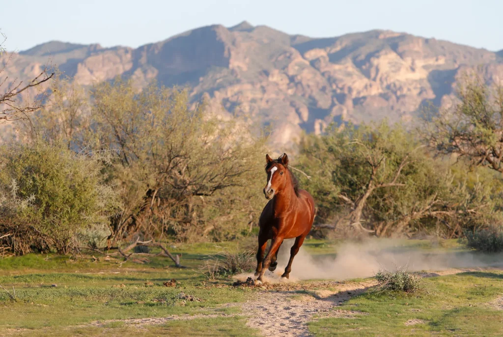 Horse running on a desert trail below the mountains