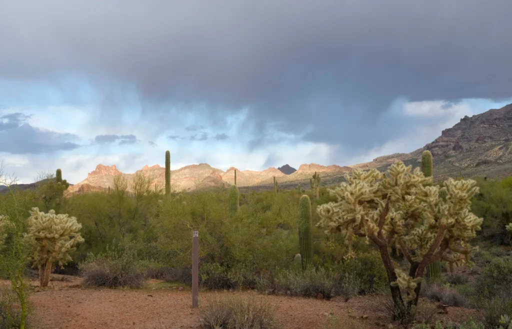 Sonoran Desert under storm clouds